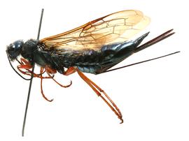   Sirex torvus  female lateral habitus; photo by J. Orr, WSDA 
